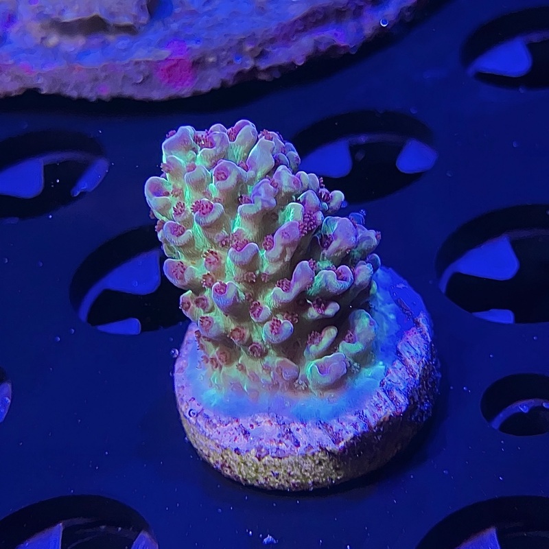 WYSIWYG - BRA Pink Jade Acro