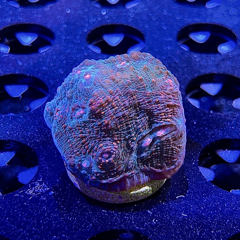 WYSIWYG - BRA Pink Lotus Chalice