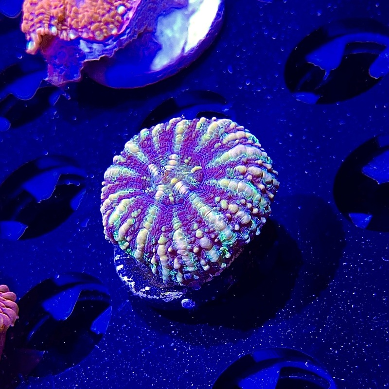 WYSIWYG - Button Scoly