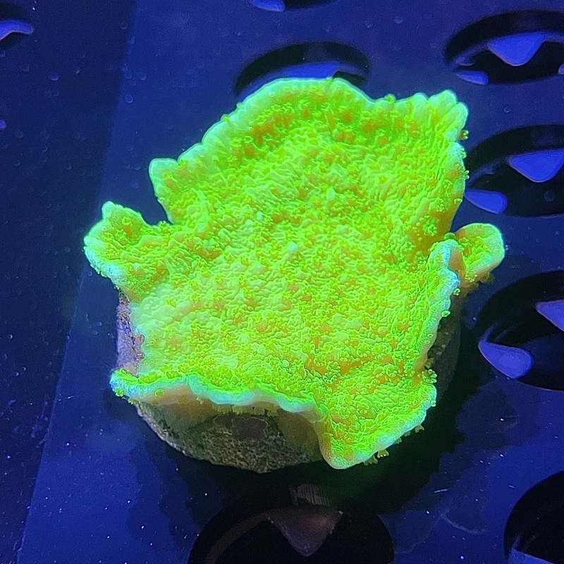 WYSIWYG - Candy Apple Montipora