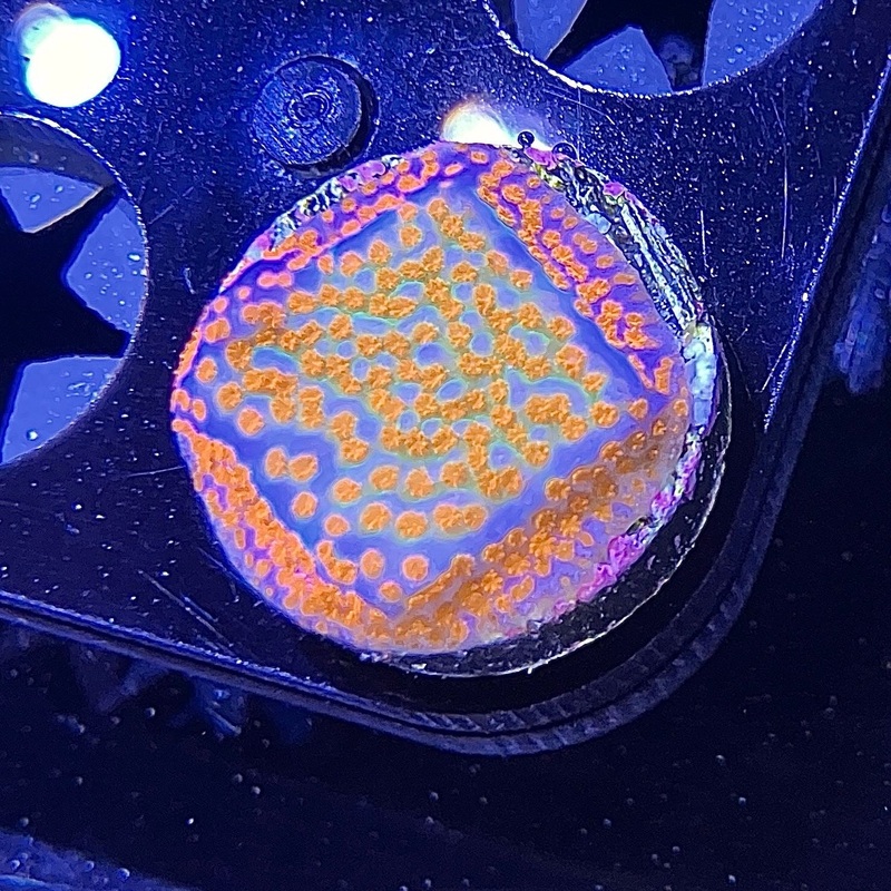 WYSIWYG - ECC Aquaman Montipora