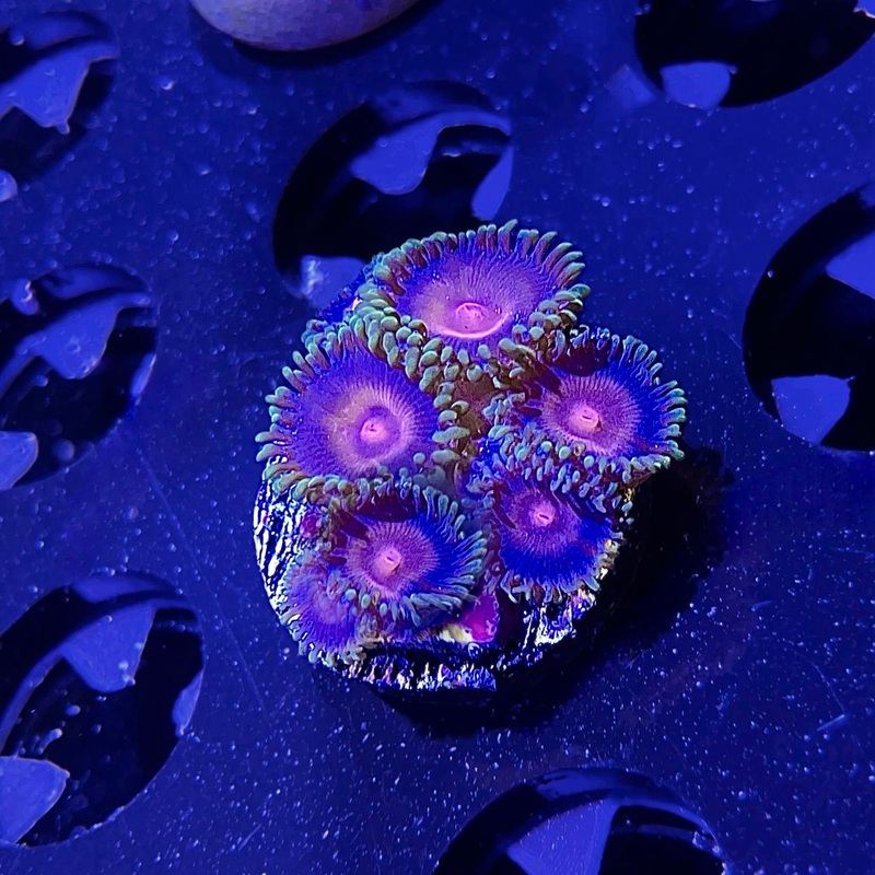WYSIWYG - ECC Plasma Cutter Zoa