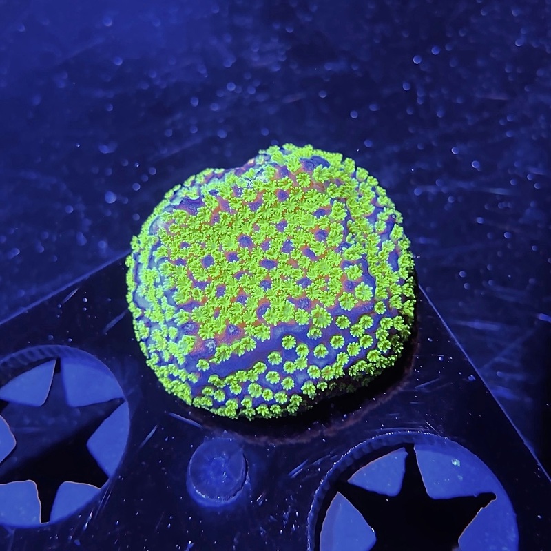 WYSIWYG - ECC Poker Star Montipora #1