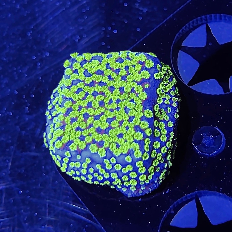 WYSIWYG - ECC Poker Star Montipora #2