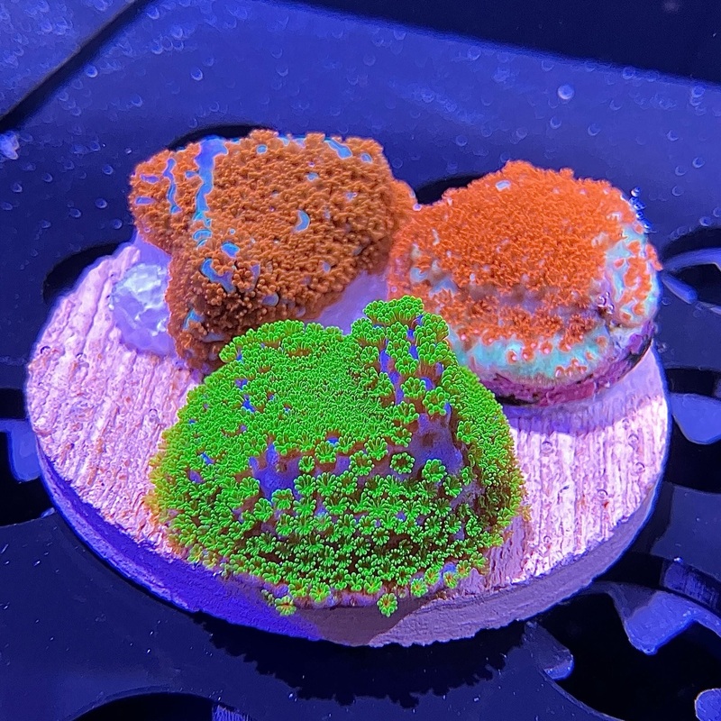 WYSIWYG - Encrusting Monti Trifecta