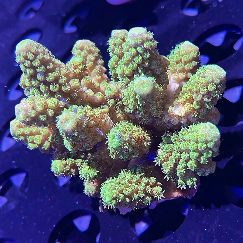WYSIWYG - Fiji Green Gemnifera