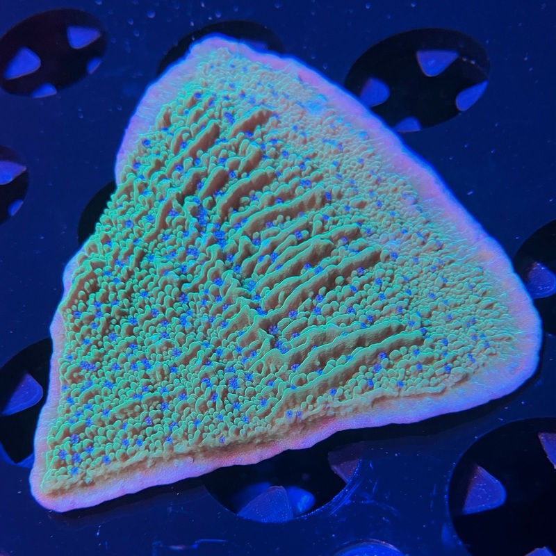 WYSIWYG - Flower Petal Montipora