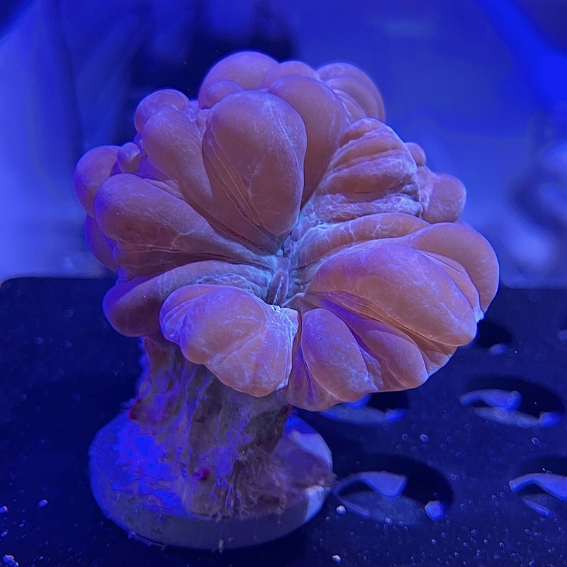 WYSIWYG - Fox Coral Frag