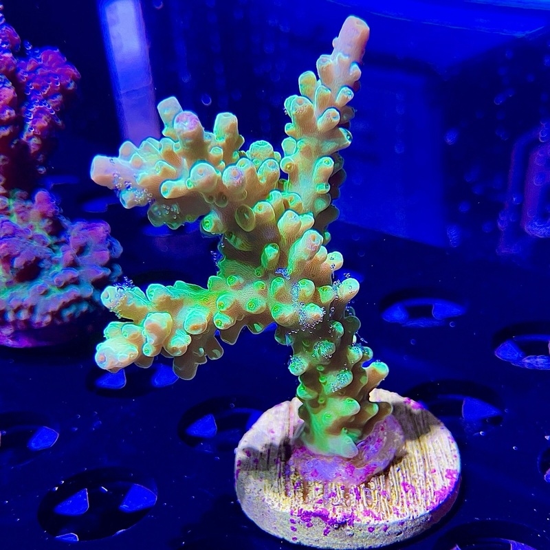 WYSIWYG - Frogskin Acropora