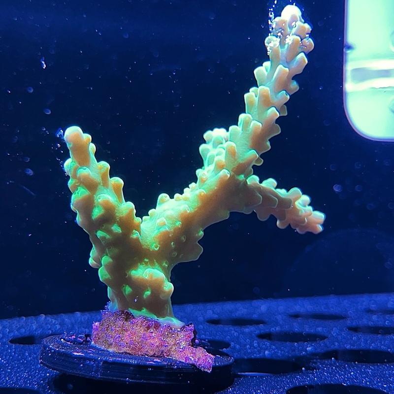 WYSIWYG - Frogskin Acropora #2
