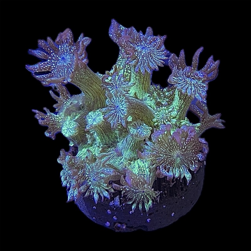 WYSIWYG - Glitter Bomb Goniopora