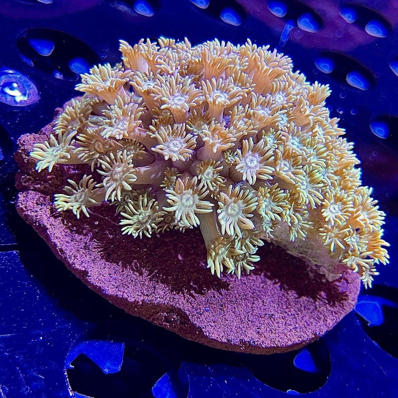 WYSIWYG - Gold Goniopora