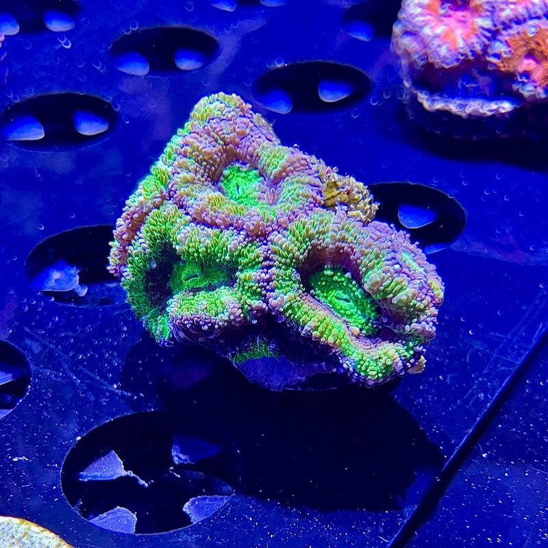 WYSIWYG - Green Acan Frag