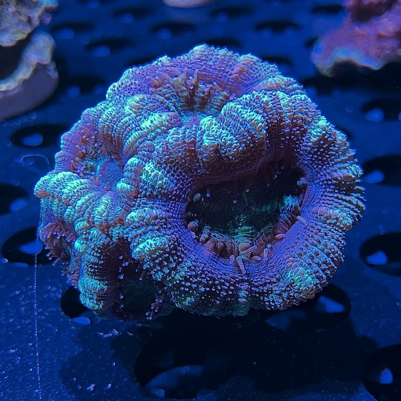 WYSIWYG - Green "Acanthastrea"