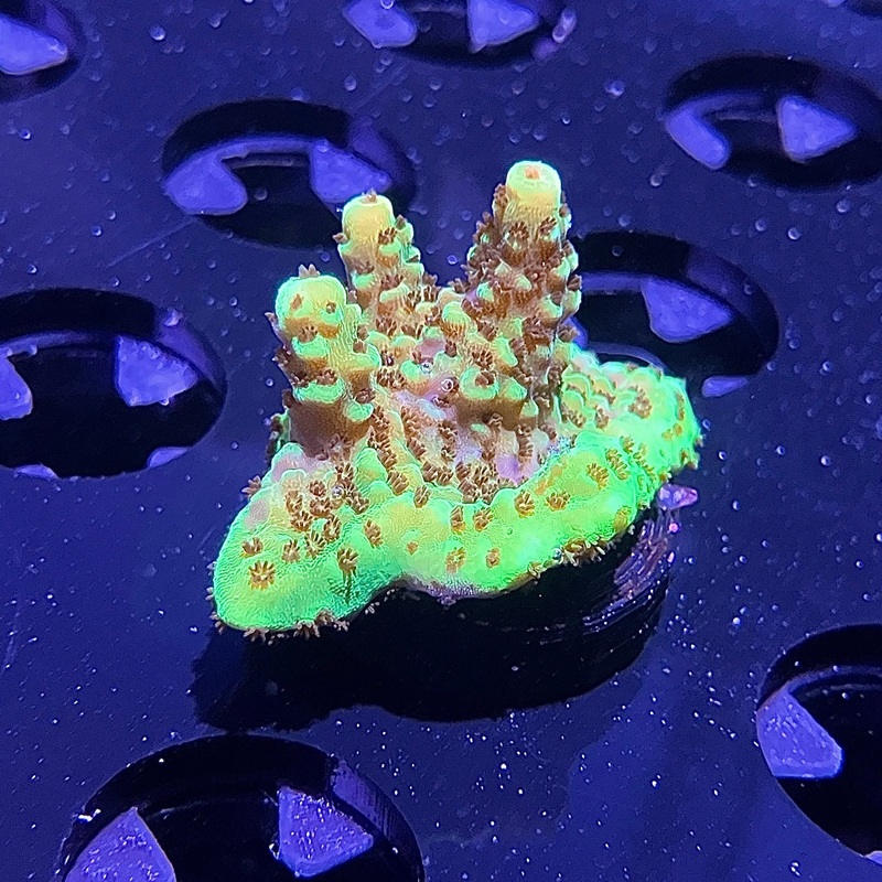WYSIWYG - Green Acropora