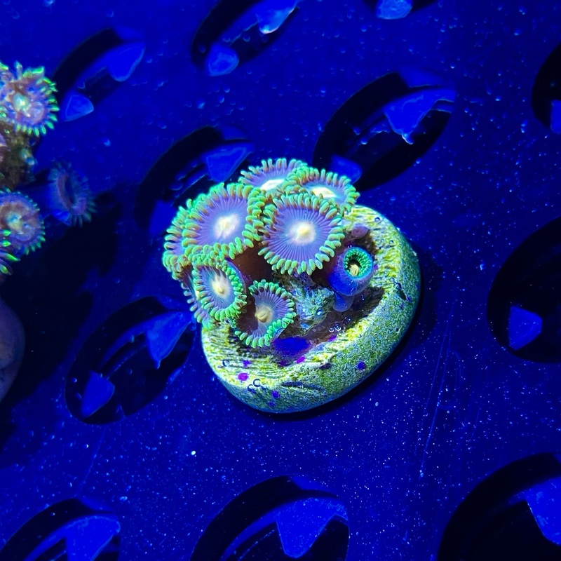 WYSIWYG - Green Bay Packers Zoa