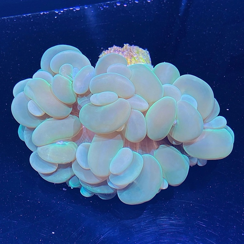 WYSIWYG - Green Bubble Coral