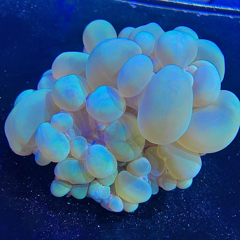WYSIWYG - Green Bubble Coral #2