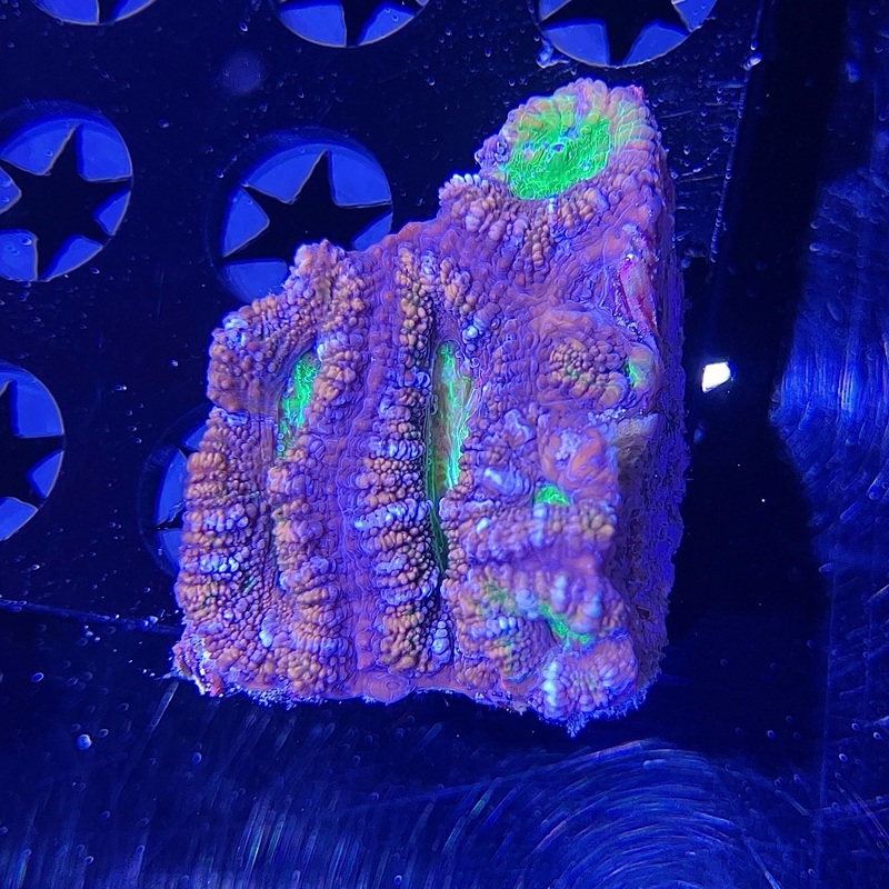 WYSIWYG - Green Center "Acan" #2