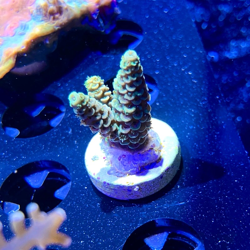 WYSIWYG - Green Millepora