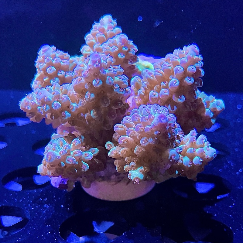 WYSIWYG - Green & Purple Fiji Acropora