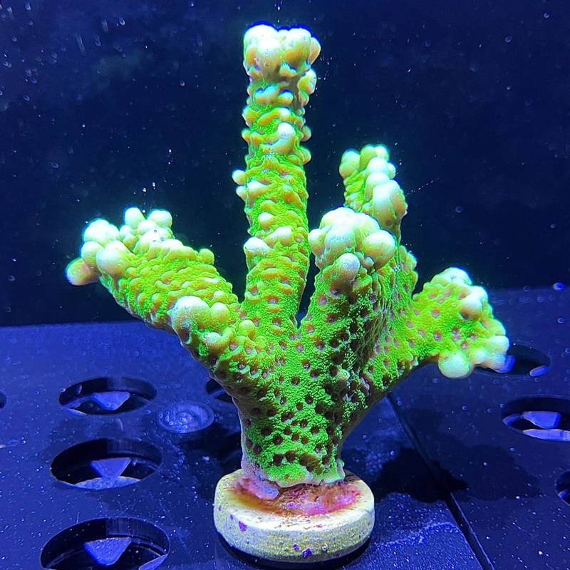 WYSIWYG - Green Spongodes