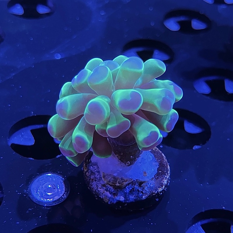 WYSIWYG - Hologram "Type" Hammer #2