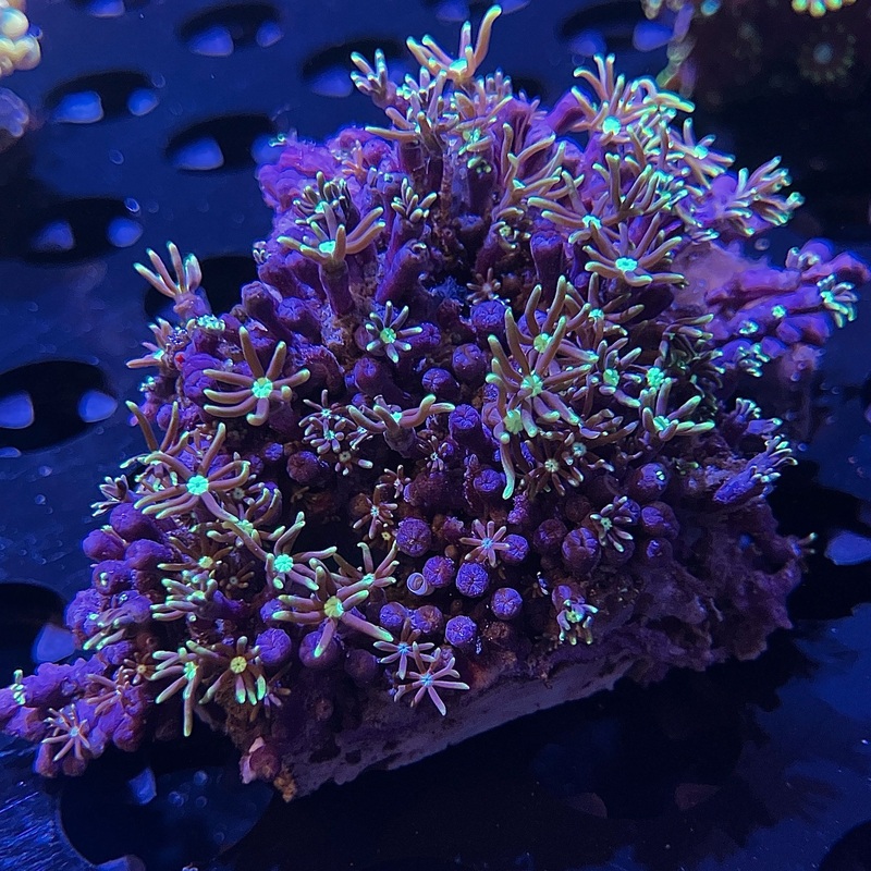 WYSIWYG - Metallic GSP