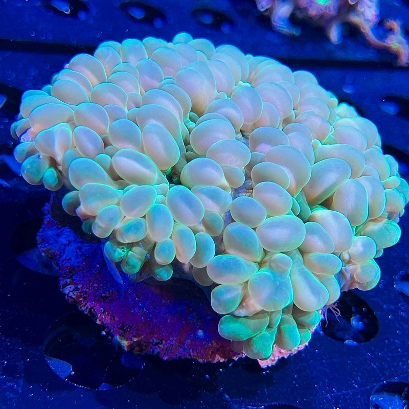 WYSIWYG - MIMF Green Pearl Bubble | ORA