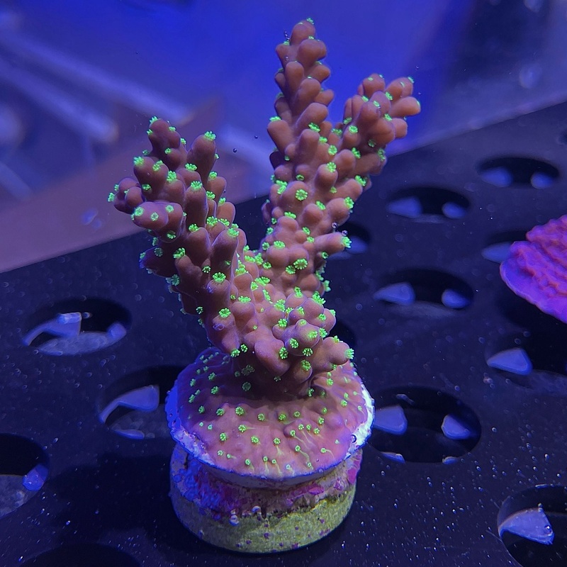 WYSIWYG - MIMF Neon Green Polyp Acropora | ORA