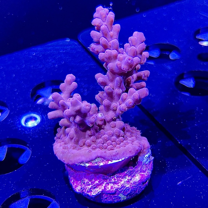 WYSIWYG - MIMF Pink Blush Willasae | ORA