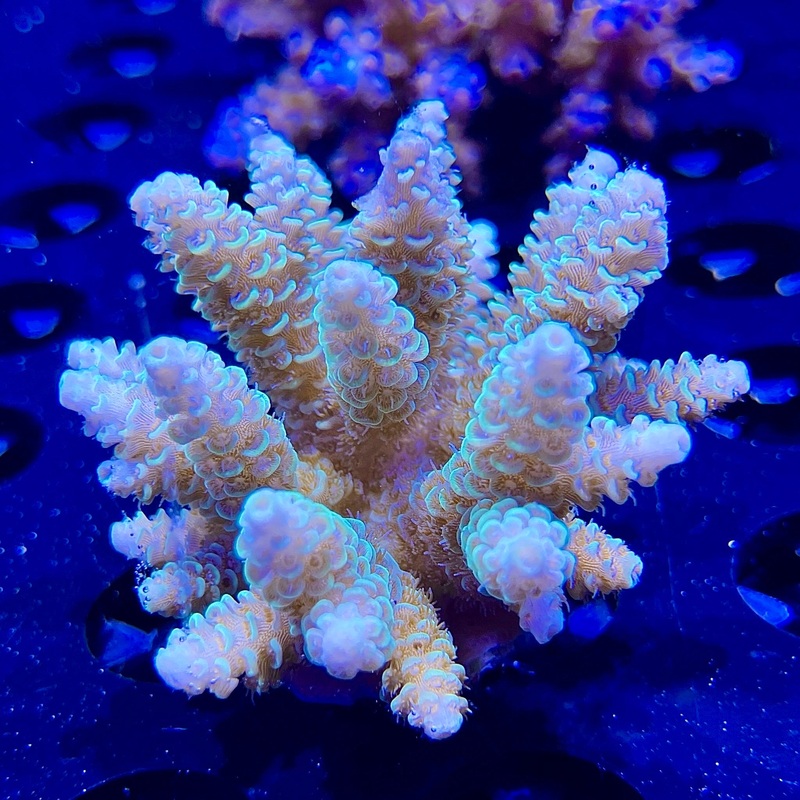 WYSIWYG - Mint Green Fiji Acropora