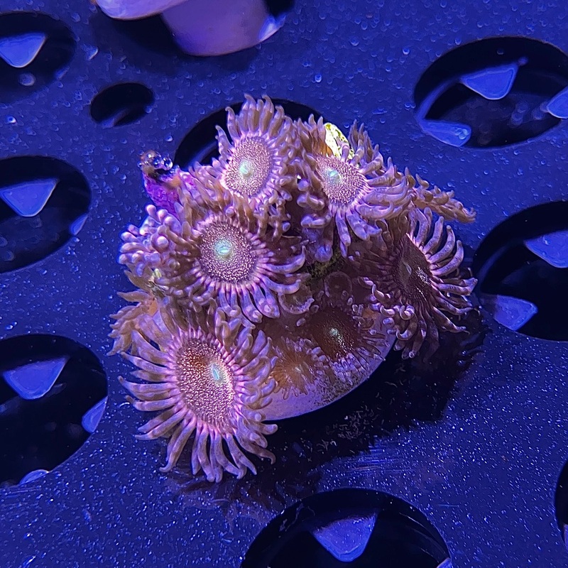 WYSIWYG - Mohawk Zoa