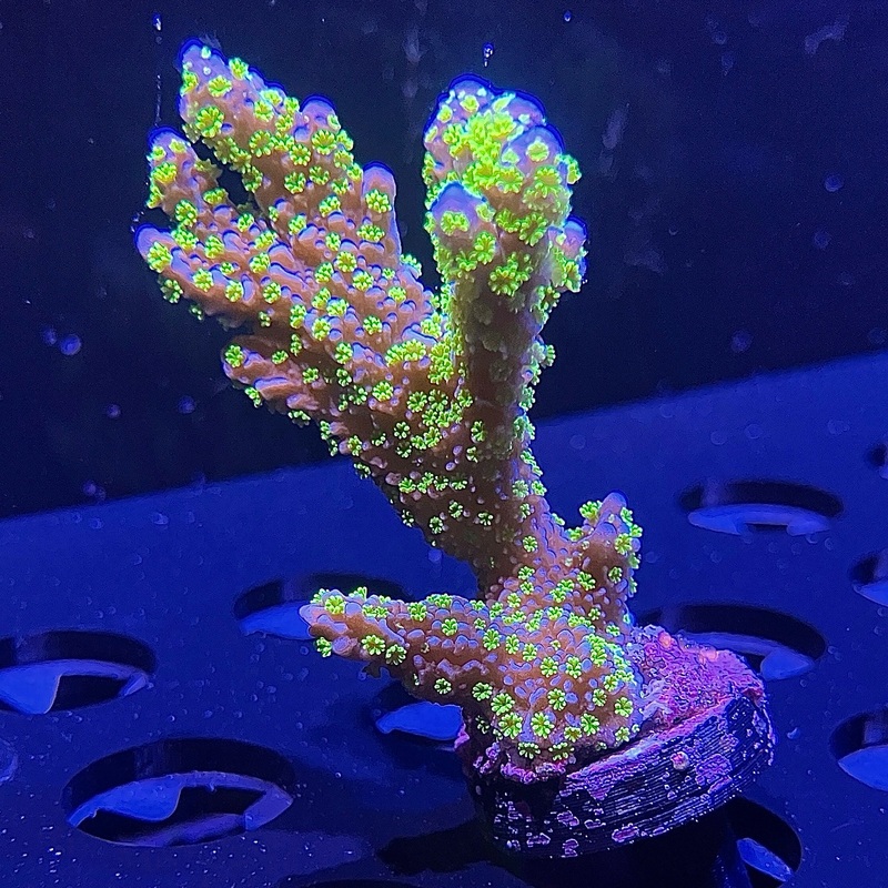 WYSIWYG - Monti Stellata