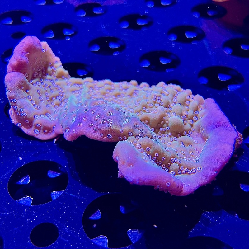 WYSIWYG - Montipora Undata
