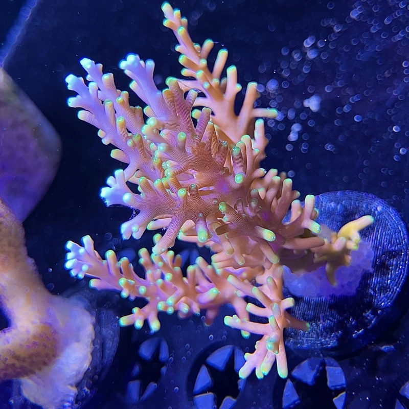WYSIWYG - ORA Aussie Delicate