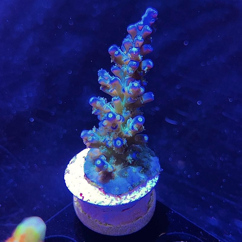 WYSIWYG - ORA Blue Bottlebrush | MIMF