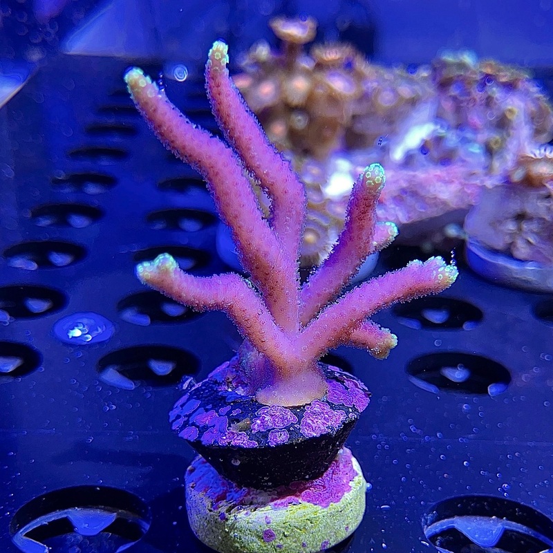 WYSIWYG - ORA Green Tip Birdsnest #2