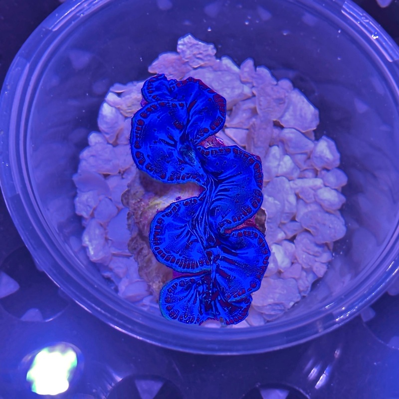 WYSIWYG - ORA Ultra Blue Maxima Clam