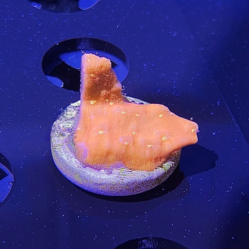 WYSIWYG - Orange Lepto | Value Size