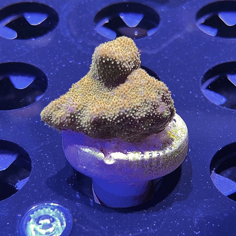 WYSIWYG - Orange Psammacora | Value Size