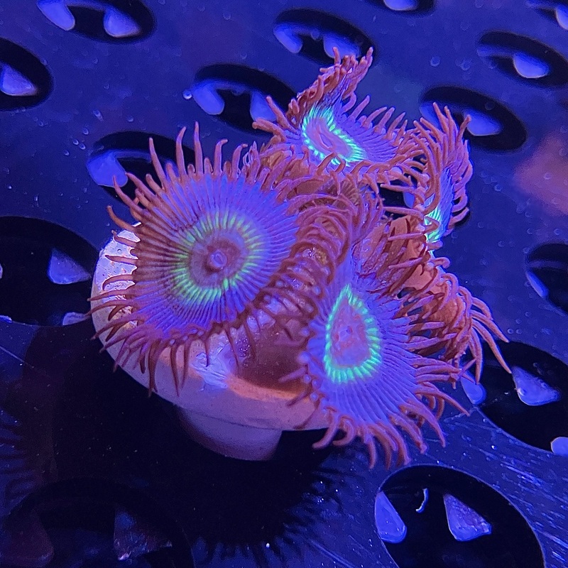 WYSIWYG - Peacock Paly
