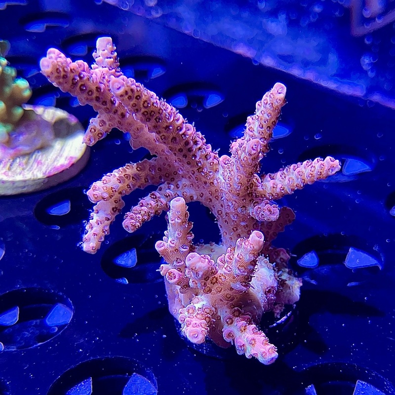 WYSIWYG - Pink Acropora