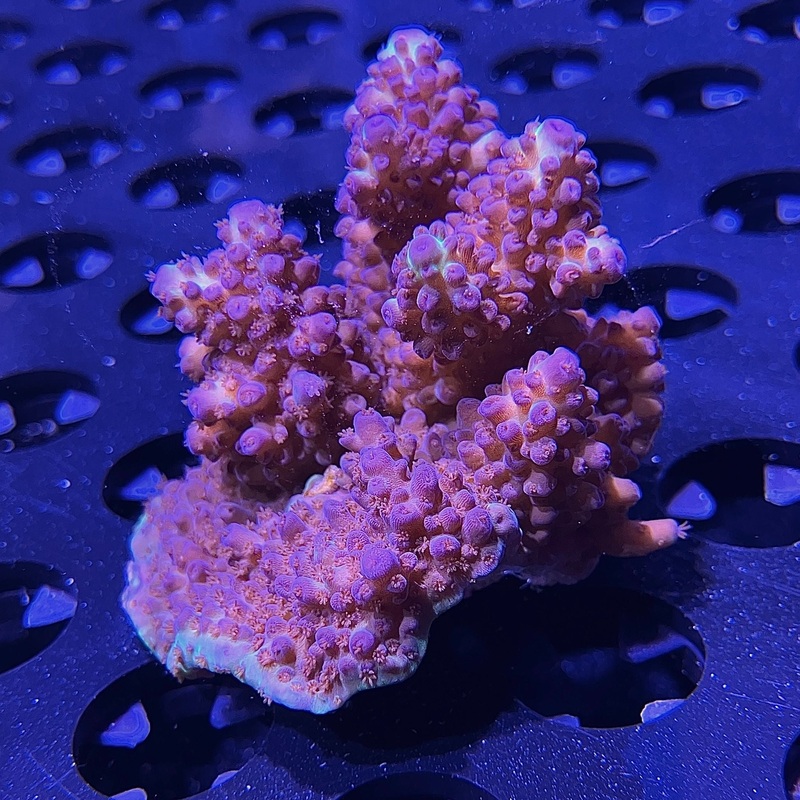 WYSIWYG - Purple Fiji Acropora