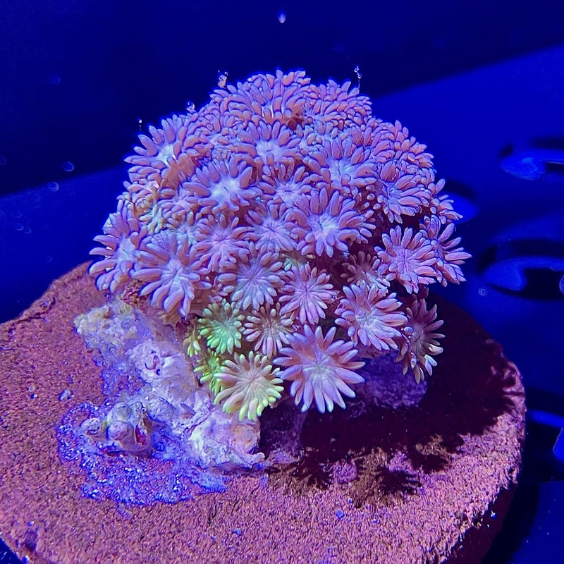 WYSIWYG - Purple/Yellow Goniopora #2