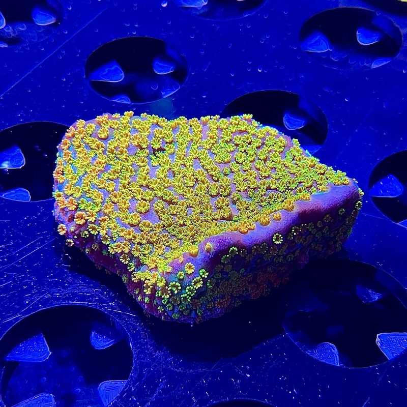 WYSIWYG - Rainbow Montipora
