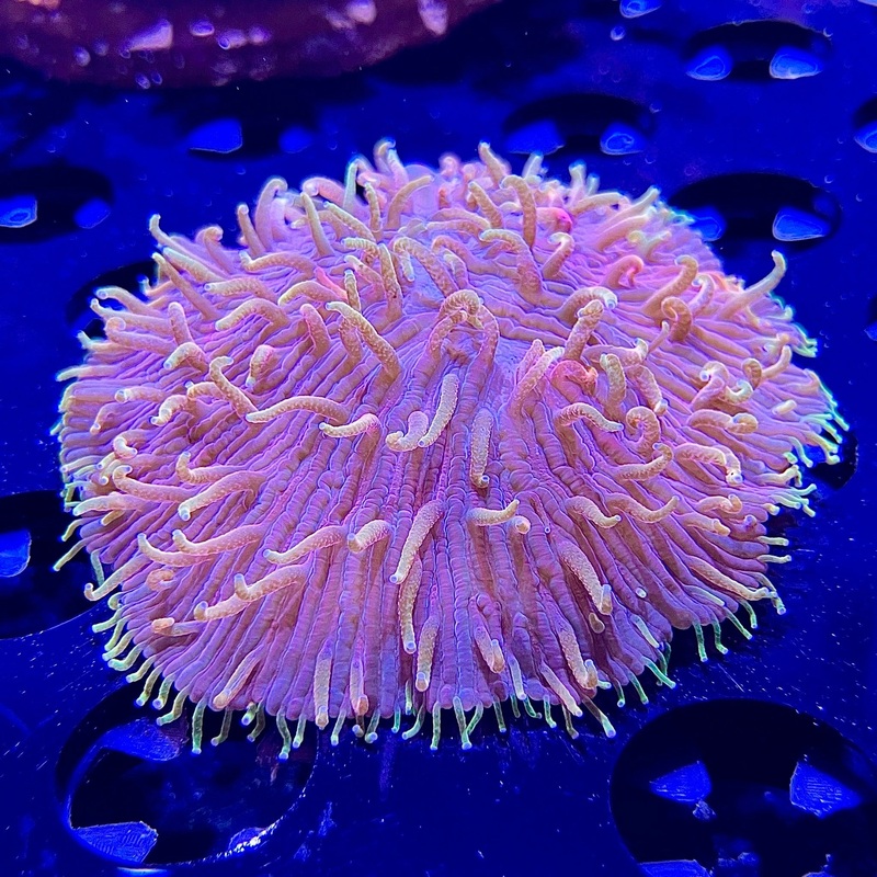 WYSIWYG - Rainbow Plate #1