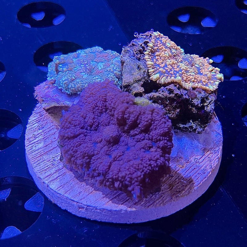 WYSIWYG - Rhodactis Combo | 3 Colors