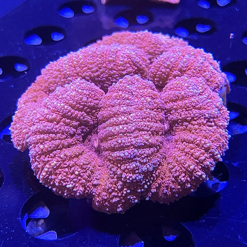 WYSIWYG - Small Red Symphyllia
