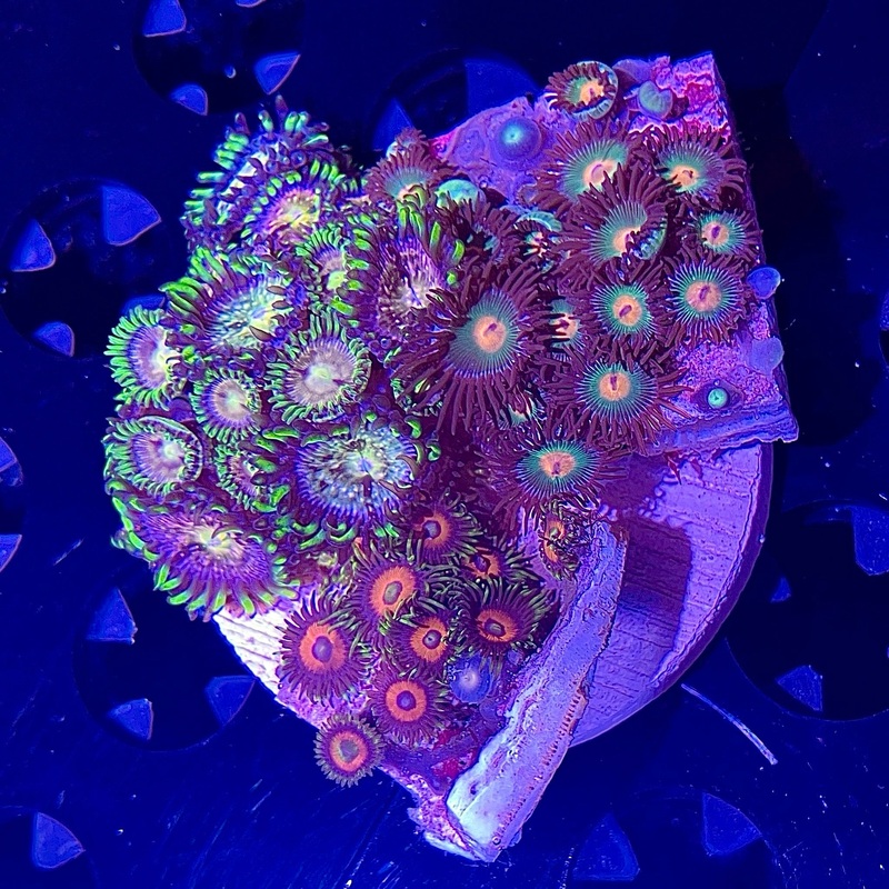 WYSIWYG - Small Zoa Combo
